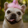birthdaydog