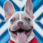bulldog