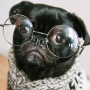 glassbulldog