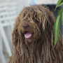 hairybigdog