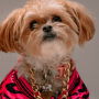 hairylittledog