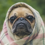 sadbulldog