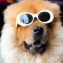 sunglassdog